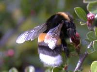 Erdhummel (M&uuml;nster)