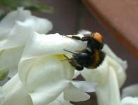 Die Pollenh&ouml;schen sind gestrichen voll.