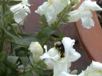 Nur die Hummel schafft es, die M&auml;uler der L&ouml;wenm&auml;ulchen zu offnen.