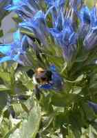 Erdhummel mit "Pollenh&ouml;schen"