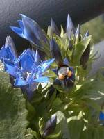 Erdhummel mit vollen "Pollenh&ouml;schen"