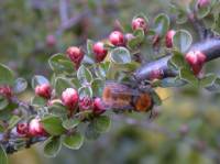 Wildbiene in orange-rotem Haarkleid (M&uuml;nster)