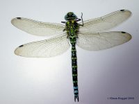 M&auml;nnchen - post mortem