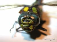 Blaugr&uuml;ne Mosaikjungfer - Kopfstudie