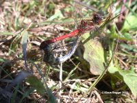 Paarungsrad - M&auml;nnchen rot
