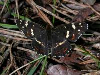 Landk&auml;rtchen  der  3. Generation (v&ouml;llig anderes Aussehen  als  bei der Fr&uuml;hlingsgeneration)