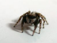 sehr stark vergr&ouml;ssert!