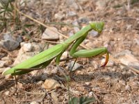 09-09-2006 Europ�ische Gottesanbeterin (Mantis religiosa) 01