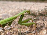 09-09-2006 Europ�ische Gottesanbeterin (Mantis religiosa) 02