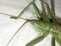 09-09-2006 Gro�e S�geschrecke (Saga pedo) 03