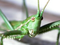 09-09-2006 Gro�e S�geschrecke (Saga pedo) 05