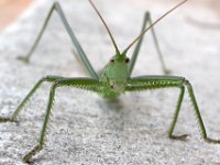 09-09-2006 Gro�e S�geschrecke (Saga pedo) 06