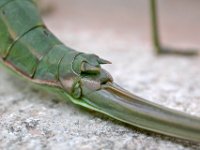 09-09-2006 Gro�e S�geschrecke (Saga pedo) 07