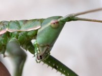 09-09-2006 Gro�e S�geschrecke (Saga pedo) 08