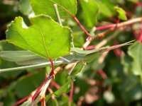 10-09-2006 Gew�hnliche Nasenschrecke (Acrida ungarica) 01