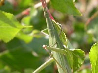 10-09-2006 Gew�hnliche Nasenschrecke (Acrida ungarica) 02