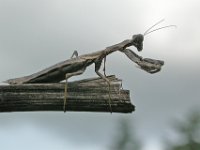 14-09-2006 Europ�ische Gottesanbeterin (Mantis religiosa) 03