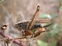 14-09-2006 Westliche Bei�schrecke (Platycleis albopunctata)
