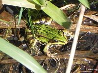 Teichfrosch1