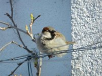 Spatz-01