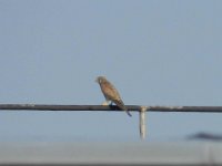 Turmfalke-01