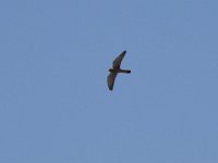 Turmfalke-02