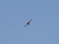 Turmfalke-03