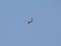Turmfalke-04