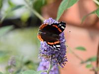 Admiral-30-07-2014-01