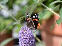 Admiral-30-07-2014-02