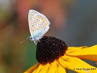 Hauhechel-Blaeuling-01