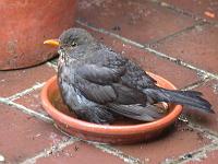 amsel04