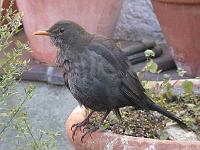 amsel05