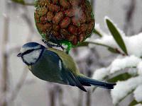 blaumeise-05
