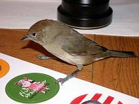 moenchsgrasmuecke-03