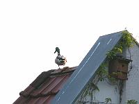 stockente 05