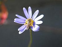 Wildbiene05