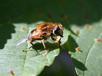 blasenfliege01