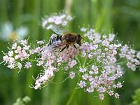 blasenfliege02