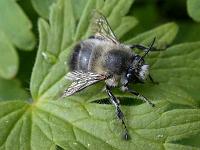 blattschneiderbiene 01