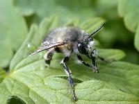 blattschneiderbiene 02