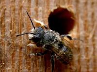 blattschneiderbiene 03