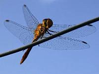 heidelibelle04-08-04(1