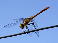 heidelibelle04-08-04(3