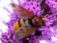 hornissenschwebfliege1