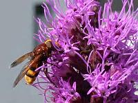 hornissenschwebfliege2