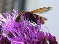 hornissenschwebfliege3