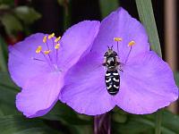 schwebfliege1