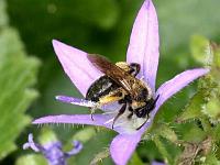wildbiene03