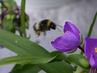 erdhummel 08-07-04(02